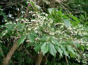 Maleberry (Lyonia) biely, vlastnosti, fotografie