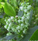 园林花卉 Maleberry, Lyonia 照片, 特点 白