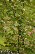 Ezüstfa, Cseresznye Ezüstfa, Goumi, Ezüst Buffaloberry (Elaeagnus) sárga, jellemzők, fénykép