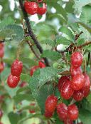 Have Blomster Oleaster, Kirsebær Silverberry, Goumi, Sølv Buffaloberry, Elaeagnus foto, egenskaber gul
