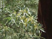 Flores de jardín Acebuche, Silverberry Cereza, Goumi, Buffaloberry Plata, Elaeagnus foto, características amarillo