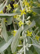 Gartenblumen Oleaster, Kirsche Silver, Goumi, Silver Buffalo, Elaeagnus foto, Merkmale gelb