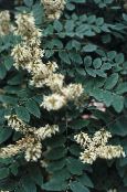 Puutarhakukat Asiatic Yellowwood, Amur Maackia kuva, ominaisuudet valkoinen