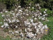 Flores de jardín Magnolia foto, características blanco