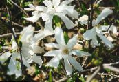 Flores de jardín Magnolia foto, características blanco