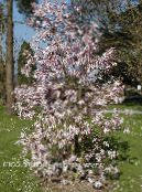 Aed Lilled Magnoolia, Magnolia foto, omadused roosa