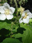 Fialovo-Kvitnúce Malina, Thimbleberry (Rubus) biely, vlastnosti, fotografie