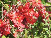 Kerti Virágok Birsalma, Chaenomeles-japonica fénykép, jellemzők piros