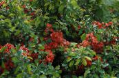 Flores de jardín Membrillo, Chaenomeles-japonica foto, características rojo