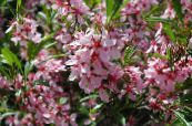庭の花 アーモンド, Amygdalus フォト, 特性 ピンク