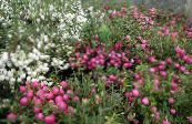 Sodo Gėlės Čilės Wintergreen, Pernettya, Gaultheria mucronata nuotrauka, charakteristikos baltas