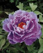 Trädgårdsblommor Träd Pion, Paeonia-suffruticosa foto, egenskaper lila