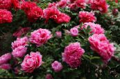 Trädgårdsblommor Träd Pion, Paeonia-suffruticosa foto, egenskaper rosa