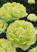庭の花 牡丹, Paeonia-suffruticosa フォト, 特性 黄