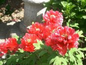 Градински цветове Китайски Божур, Paeonia-suffruticosa снимка, характеристики червен