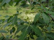 Hop Treet, Stinking Aske, Wafer Aske (Ptelea trifoliata) grønn, kjennetegn, bilde