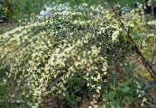 Ogrodowe Kwiaty Miotła, Cytisus zdjęcie, charakterystyka żółty