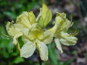 Dārza Ziedi Acālijas, Pinxterbloom, Rhododendron foto, raksturlielumi dzeltens