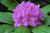 Sodo Gėlės Azalijos, Pinxterbloom, Rhododendron nuotrauka, charakteristikos alyvinis