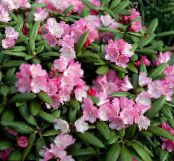 Azaleas, Pinxterbloom (Rhododendron) bleikur, einkenni, mynd