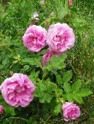 Trädgårdsblommor Strand Ros, Rosa-rugosa foto, egenskaper rosa