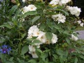 Trädgårdsblommor Polyantha Ros, Rosa polyantha foto, egenskaper vit