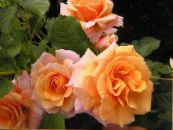 Polyantha Crescut (Rosa polyantha) portocale, caracteristici, fotografie