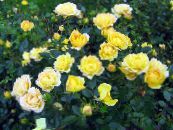 Hage Blomster Polyantha Rose, Rosa polyantha bilde, kjennetegn gul