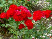 Polyantha Rožu (Rosa polyantha) sarkans, raksturlielumi, foto