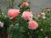 Grandi Флора Роза (Rose grandiflora) розов, характеристики, снимка