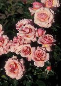 Tuin Bloemen Grandiflora Steeg, Rose grandiflora foto, karakteristieken pink