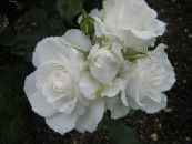 Бақша Гүлдер Крупноцветковая Раушан, Rose grandiflora фото, сипаттамалары ақ