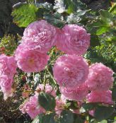 Tõusis Majake Ronimine Roos (Rose Rambler) roosa, omadused, foto