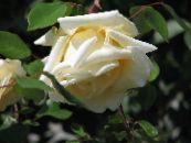 Gradina Flori Trandafir Rambler, Alpinism Trandafir, Rose Rambler fotografie, caracteristici galben