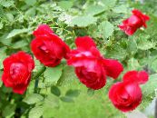Steg Rambler, Klatring Rose (Rose Rambler) rød, egenskaber, foto