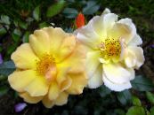 Kerti Virágok Rózsa Talajtakaró, Rose-Ground-Cover fénykép, jellemzők sárga