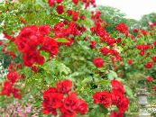 Kerti Virágok Rózsa Talajtakaró, Rose-Ground-Cover fénykép, jellemzők piros