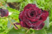 ბაღის ყვავილები ჰიბრიდული ჩაის ვარდი, Rosa ფოტო, მახასიათებლები შინდისფერი