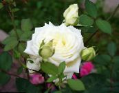 Hybrid Čajové Růže (Rosa) bílá, charakteristiky, fotografie