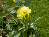 Dārza Ziedi Hibrīds Tēja Rožu, Rosa foto, raksturlielumi dzeltens
