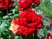 Hybrid Tea Rose (Rosa) rauður, einkenni, mynd