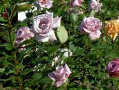 Hybrid Tea Steg (Rosa) lila, egenskaper, foto