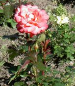 Hibridinių Arbatos Išaugo (Rosa) oranžinis, charakteristikos, nuotrauka