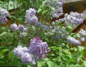 Skupno Lila, French Lilac (Syringa vulgaris) lila, značilnosti, fotografija