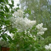 Puutarhakukat Yhteinen Liila, Ranska Lila, Syringa vulgaris kuva, ominaisuudet valkoinen
