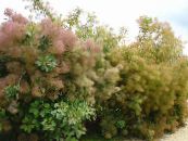 Dārza Ziedi Smokebush, Cotinus foto, raksturlielumi sārts