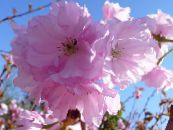 Gartenblumen Prunus, Pflaumenbaum foto, Merkmale rosa