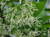 ბაღის ყვავილები Fringe ხე, მოხუცი წვერი, Grancy Graybeard, Chionanthus ფოტო, მახასიათებლები თეთრი