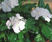 Bahçe çiçekleri Ortak Cezayir Menekşesi, Sürünen Mersin, Çiçek-Of-Ölüm, Vinca minor fotoğraf, özellikleri beyaz