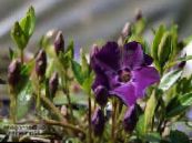  常见的长春花，匍匐桃金娘，花的死亡, Vinca minor 照片, 特点 紫